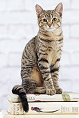 CAT 02 JE0395 01
Alley Cat Sitting On Stack Of Books