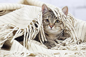 CAT 02 JE0397 01
Close-Up Of Alley Cat Laying In White Blanket