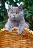 CAT 02 JS0001 01
Chartreux Cat Leaning On Wicker Chair