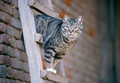 CAT 02 JS0002 01
Tabby Cat Climbing Down Wooden Ladder