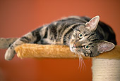 CAT 02 JS0003 01
Tabby Cat Resting On Cat Post