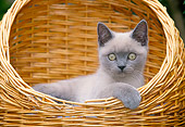 CAT 02 JS0005 01
Birman Blue Point Sitting In Wicker Basket