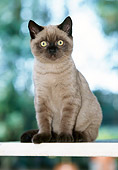 CAT 02 JS0006 01
Birman Blue Point Sitting On Fence
