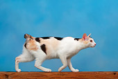 CAT 02 KH0002 01
Shorthaired Calico Japanese Bobtail Walking Profile Studio