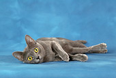 CAT 02 KH0003 01
Korat Laying On Side Studio