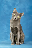 CAT 02 KH0005 01
Korat Sitting Studio