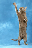 CAT 02 KH0008 01
Korat Standing On Hind Legs Reaching Up With Paw Studio