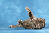 CAT 02 KH0009 01
Korat Laying On Back Paws Reaching Up Studio