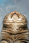CAT 02 KH0011 01
Tabby Manx Looking Up Head Shot Studio
