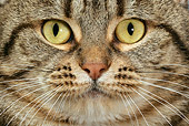 CAT 02 KH0012 01
Tabby Manx Face Close-Up Studio