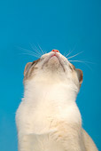 CAT 02 KH0013 01
Blue Point Torbie Snowshoe Looking Up Head Shot Studio