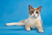 CAT 02 KH0014 01
Blue Point Torbie Snowshoe Laying Down Studio