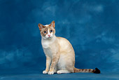CAT 02 KH0015 01
Blue Point Torbie Snowshoe Sitting Studio