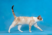 CAT 02 KH0016 01
Blue Point Torbie Snowshoe Walking Profile Studio