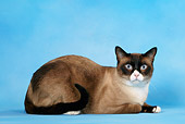 CAT 02 KH0017 01
Seal Point Snowshoe Laying Down Studio