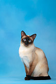 CAT 02 KH0018 01
Seal Point Thai Cat Sitting Studio