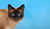 CAT 02 KH0019 01
Seal Point Thai Cat Head Shot Studio