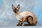 CAT 02 KH0020 01
Seal Point Cornish Rex Crouching Studio