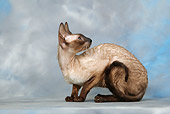 CAT 02 KH0021 01
Seal Point Cornish Rex Crouching Looking Away Studio