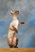 CAT 02 KH0022 01
Seal Point Cornish Rex Sitting Up Studio