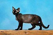 CAT 02 KH0024 01
Black Devon Rex Standing Studio