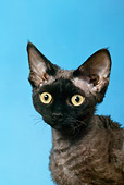 CAT 02 KH0025 01
Black Devon Rex Head Shot Studio