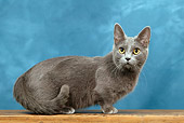 CAT 02 KH0027 01
Gray Munchkin Cat Standing Studio