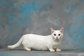 CAT 02 KH0028 01
White Munchkin Cat Standing Studio