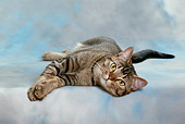 CAT 02 KH0029 01
Tabby Asian Cat Laying On Side Studio