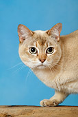 CAT 02 KH0031 01
Cream Tortie Burmilla Cat Shoulder Shot Studio
