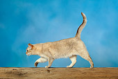 CAT 02 KH0032 01
Cream Tortie Burmilla Cat Walking Profile Studio