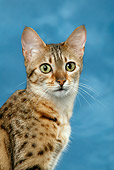 CAT 02 KH0033 01
Bronze Egyptian Mau Shoulder Shot Studio