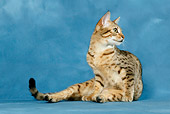 CAT 02 KH0034 01
Bronze Egyptian Mau Sitting Looking Away Studio