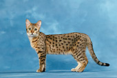 CAT 02 KH0035 01
Bronze Egyptian Mau Standing Studio