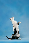 CAT 02 KH0036 01
Black And White Oriental Shorthair Standing On Hind Legs Looking Up Studio
