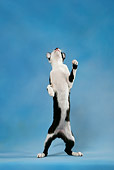 CAT 02 KH0037 01
Black And White Oriental Shorthair Standing On Hind Legs Looking Up Studio