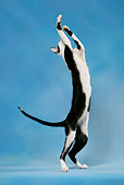 CAT 02 KH0038 01
Black And White Oriental Shorthair Standing On Hind Legs Reaching Up Studio