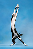 CAT 02 KH0039 01
Black And White Oriental Shorthair Standing On Hind Legs Reaching Up Studio