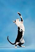 CAT 02 KH0040 01
Black And White Oriental Shorthair Standing On Hind Legs Reaching Up Studio