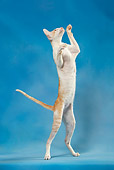 CAT 02 KH0041 01
Orange And White Tabby Oriental Shorthair Standing On Hind Legs Reaching Up Studio