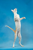 CAT 02 KH0042 01
Orange And White Tabby Oriental Shorthair Standing On Hind Legs Looking Up Studio