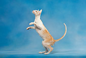 CAT 02 KH0043 01
Orange And White Tabby Oriental Shorthair Standing On Hind Legs Looking Up Studio