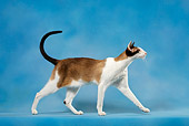 CAT 02 KH0044 01
Seal Point And White Oriental Shorthair Walking Profile Studio