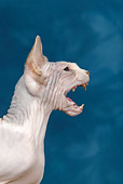 CAT 02 KH0045 01
Sphynx Cat Hissing Head Shot Profile Studio