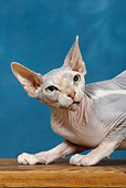 CAT 02 KH0046 01
Sphynx Cat Shoulder Shot Studio