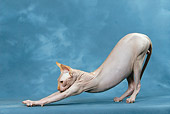 CAT 02 KH0047 01
Sphynx Cat Stretching Profile Studio