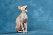 CAT 02 KH0048 01
Sphynx Cat Sitting And Yawning Studio