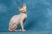 CAT 02 KH0049 01
Sphynx Cat Sitting Studio