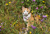 CAT 02 KH0053 01
Orange Tabby Cat Sitting In Field Of Purple And Yellow Flowers