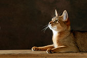 CAT 02 KH0055 01
Shoulder Shot Of Ruddy Abyssinian Laying Down Studio